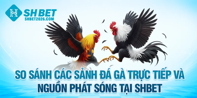 So sánh các sảnh đá gà SHBET trực tiếp và nguồn phát sóng 24/7